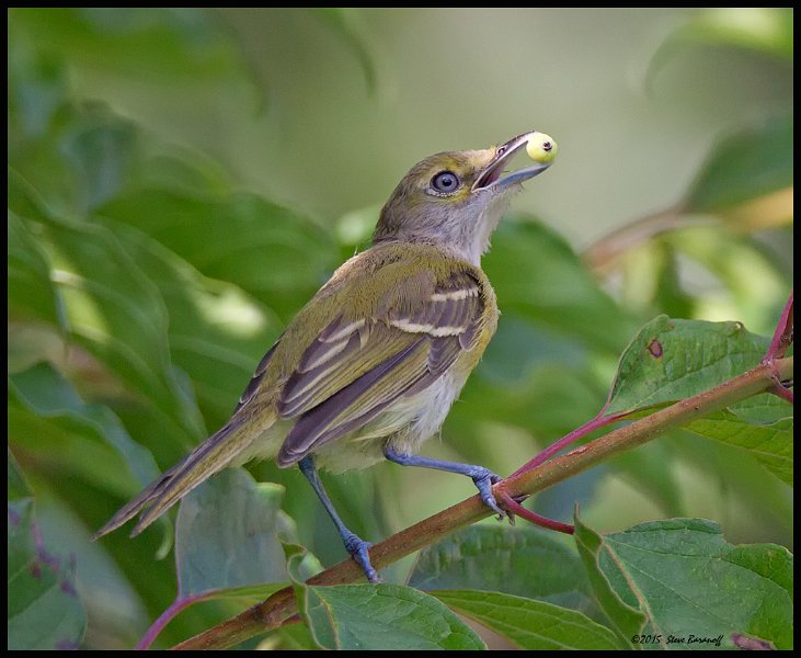 _5SB4162 immature white-eyed vireo.jpg